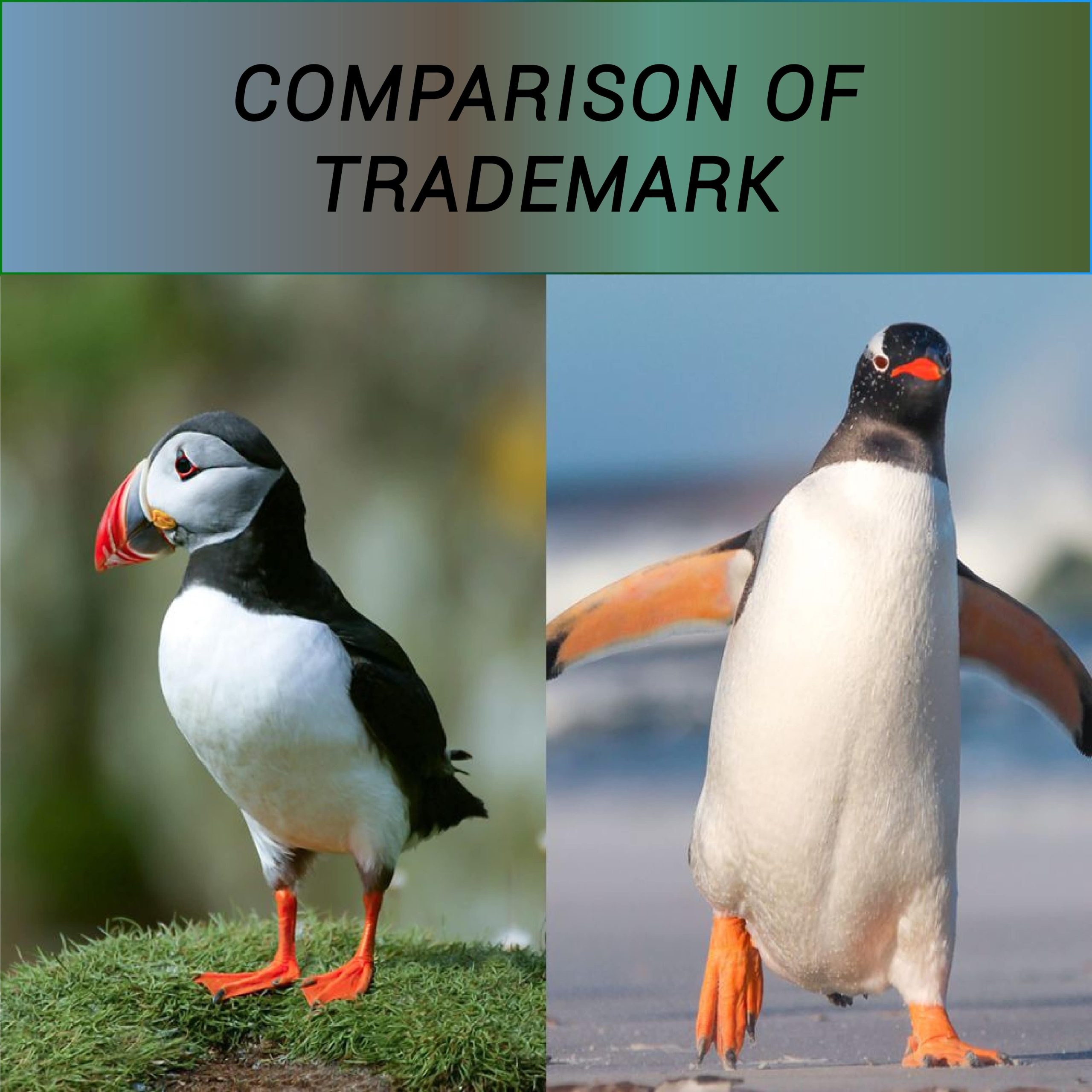 Essential Principles for Comparing Trademarks: A Comprehensive Guide to Avoiding Confusion in Trademark Law